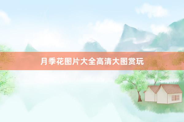 月季花图片大全高清大图赏玩